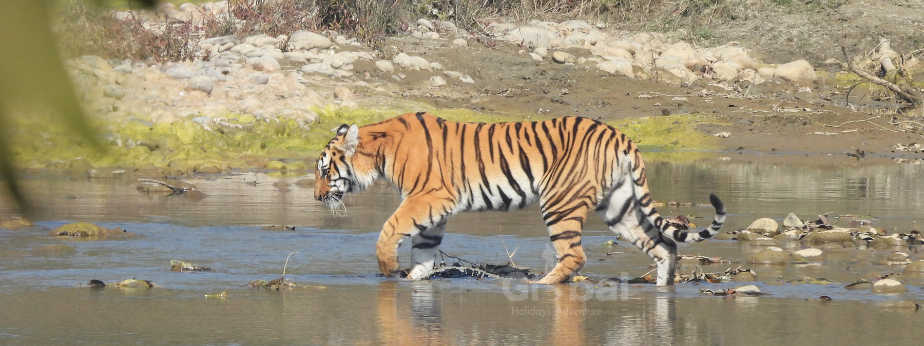 Tiger Encounter in Bardia National Park